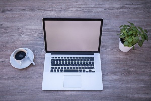 Open Laptop on desk beside a plant